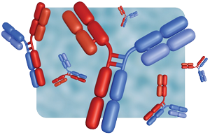 BsAbs silhouette Adobe Stock